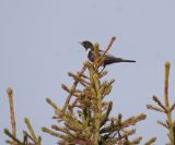 Kragendrossel (4)